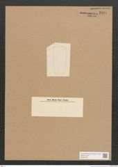 Diatomeae indet. Zeichnungen Sammlung Grunow Nr. 2591 (NHMW-BOT-W0369782)